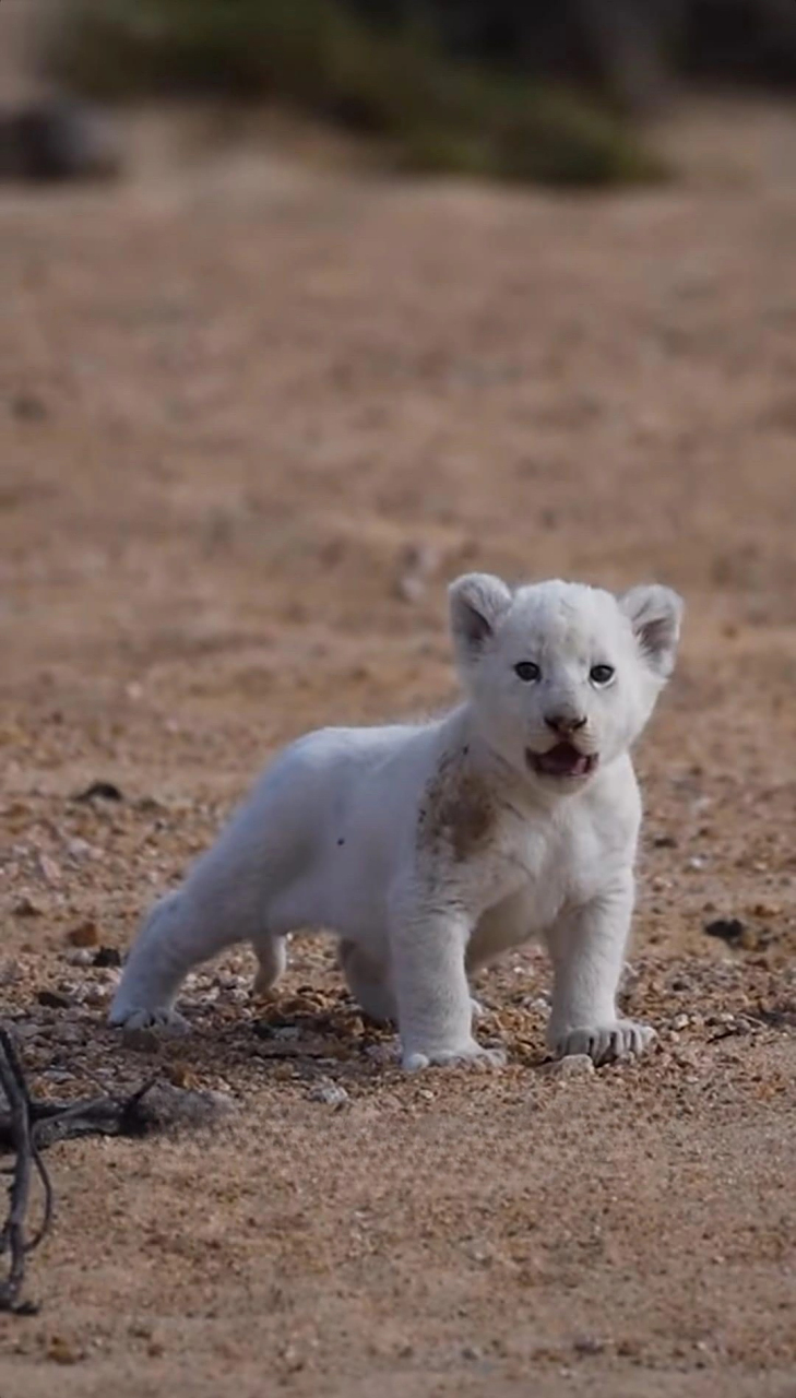 一只可爱的小白狮,太漂亮了!