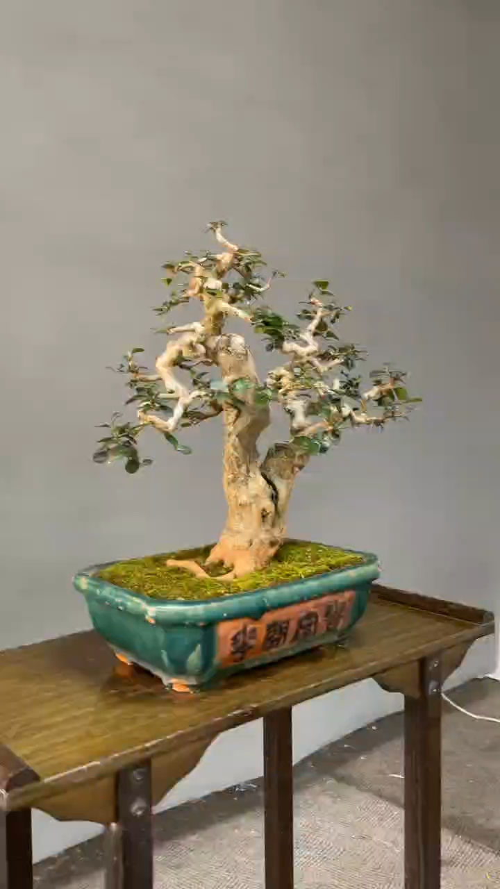 叶片敦厚圆实的海南博兰盆景,喜欢盆景可以收藏.-度小视