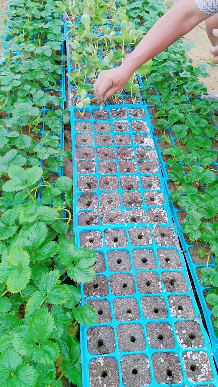 章姬草莓苗 秋季大量出圃 穴盘草莓苗基地 进口基质培育 抗病能力强