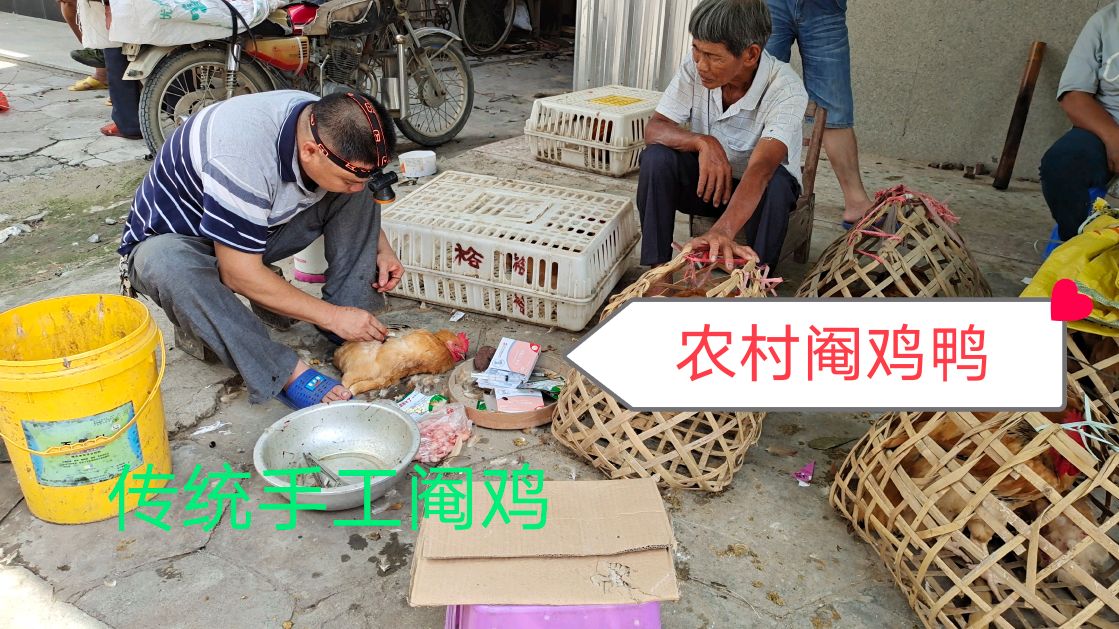 农村阉鸡真的又简单又有技巧,带大家看看全过程