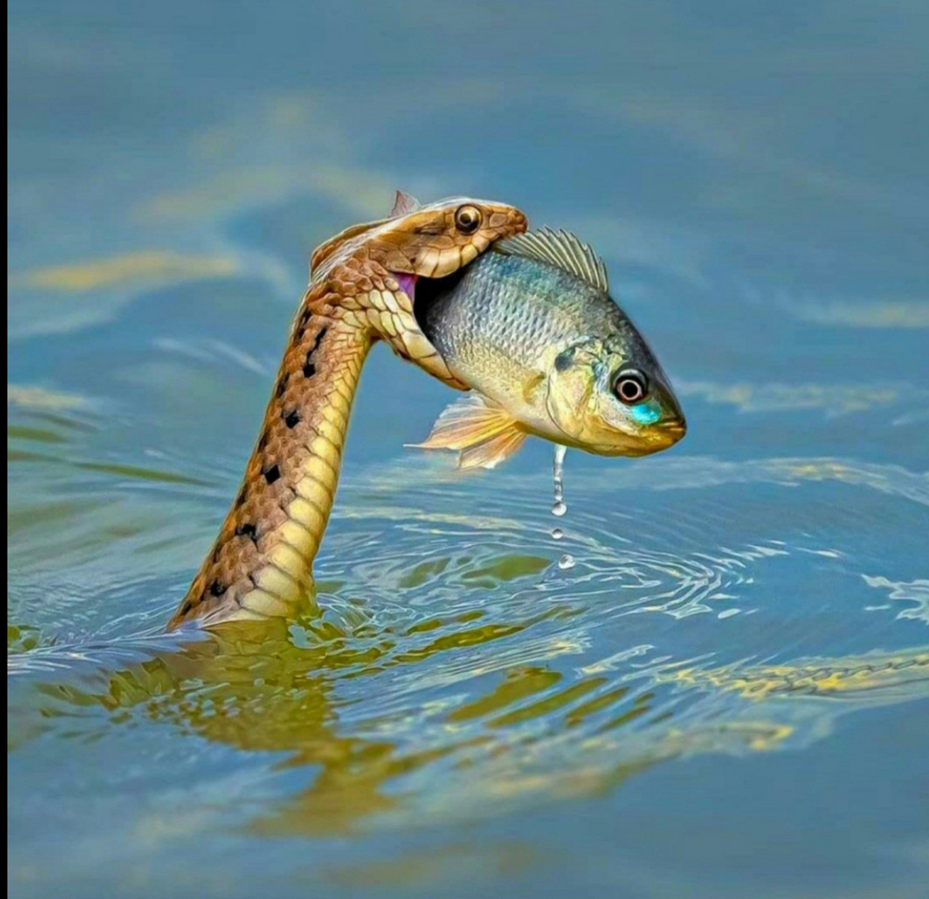 蛇捕鱼,太神奇了[大笑]