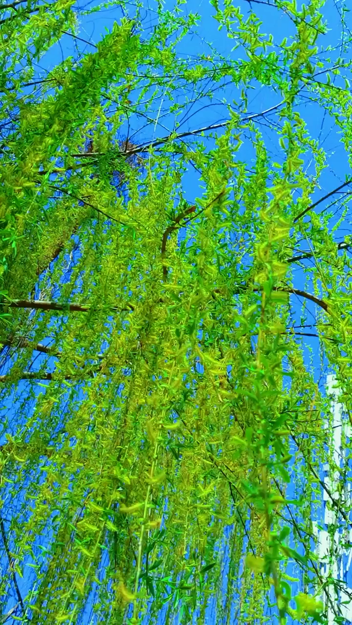 柳树都发芽了