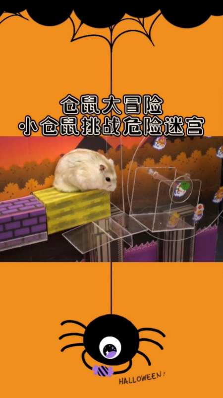 仓鼠大冒险——小仓鼠挑战危险迷宫-度小视