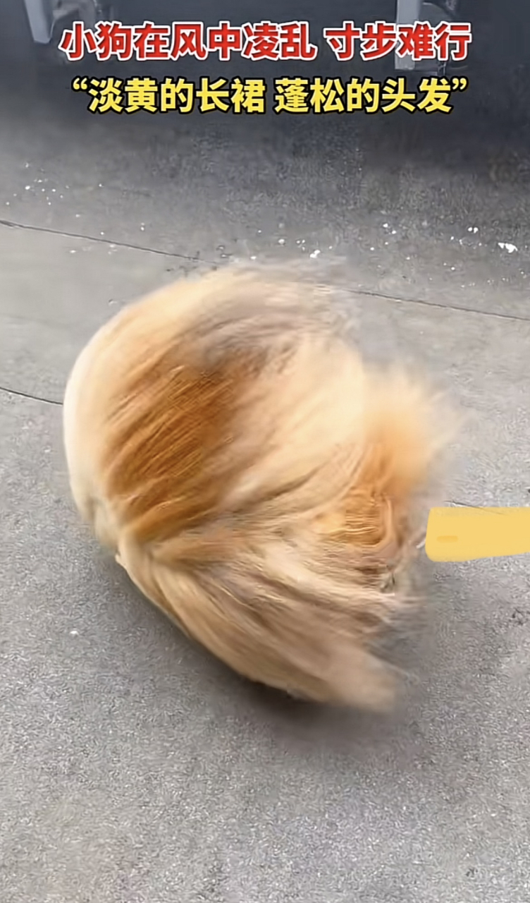 小狗在风中凌乱 寸步难行"淡黄的长裙 蓬松的头发"[笑哭][笑哭]