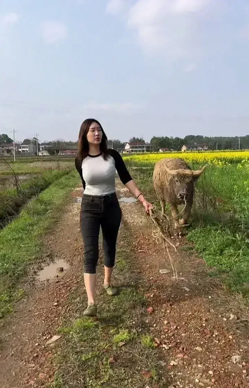 人生就像一头牛,白天累死累活,就为了晚上能吃上一顿干草.