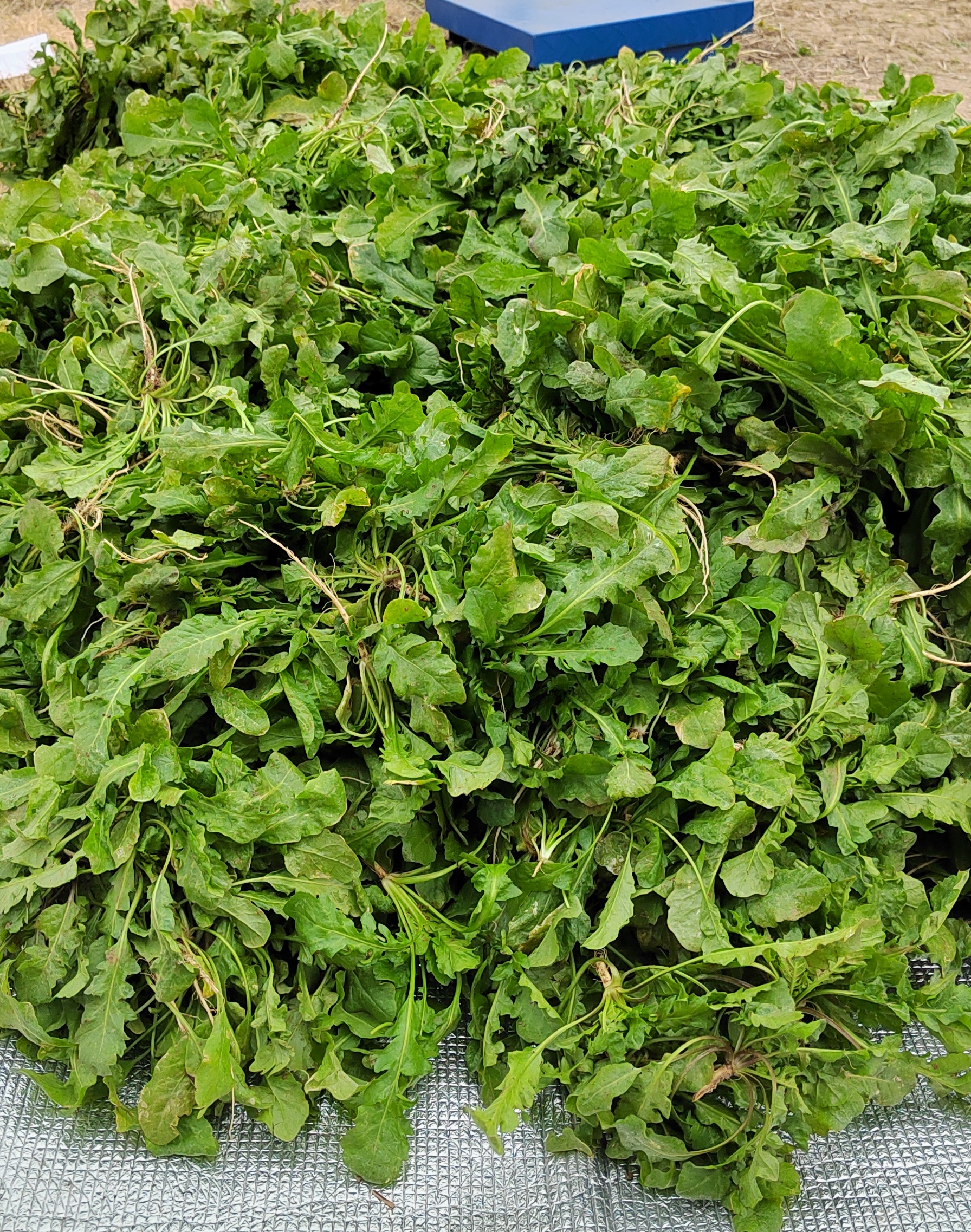 荠荠菜地里的场景