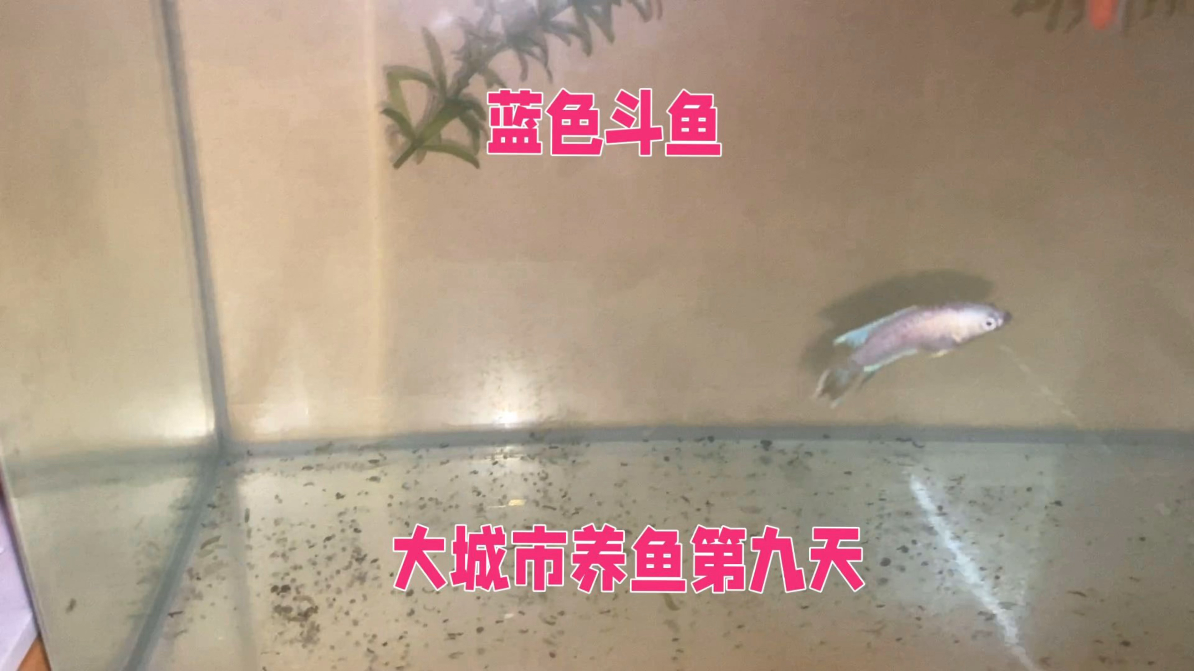 蓝色斗鱼就是好看