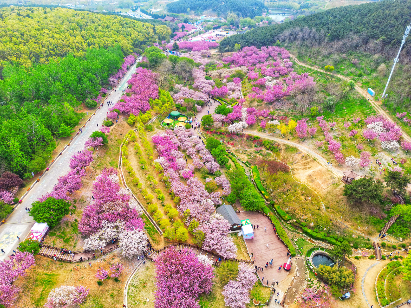 航拍大连旅顺二零三樱花园,东北地区最大樱花园,空中俯瞰美不美#五一