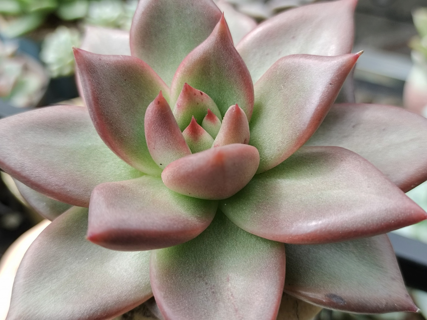 红颜蜜语杂,皮蛋,红颜蜜语,出了两天太阳就开始上色了#多肉植物