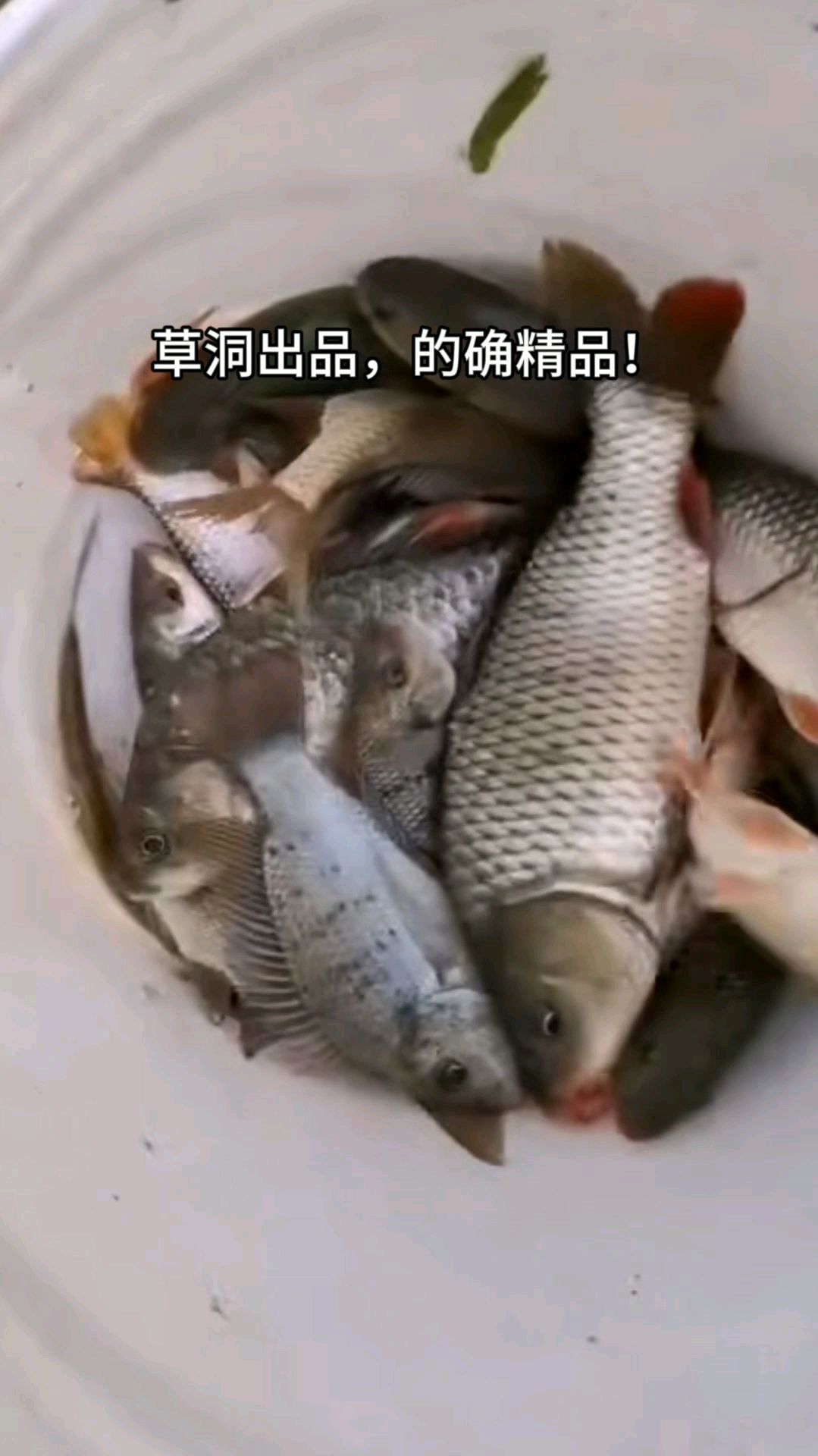 马安草洞钓点分享,鲫鱼鲤鱼鲮鱼