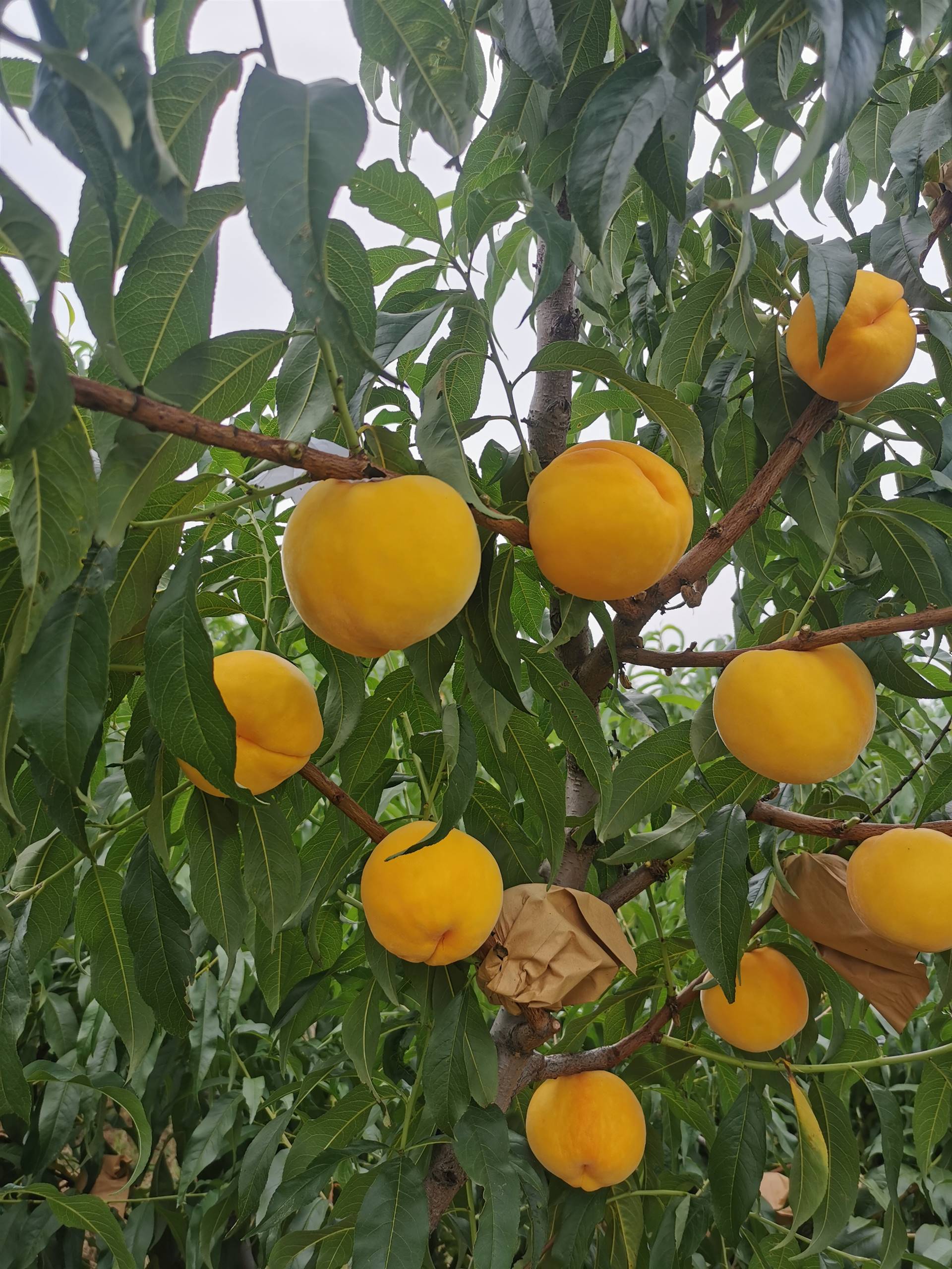 水果百科介绍:黄桃