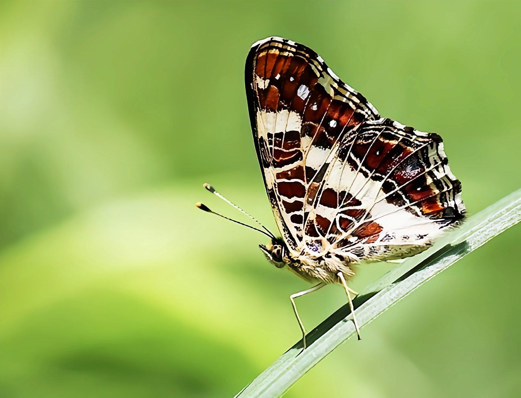 每天认识一种昆虫——欧洲地图蝶  欧洲地图蝶别名蜘蛛蝶,蛱蝶科昆虫