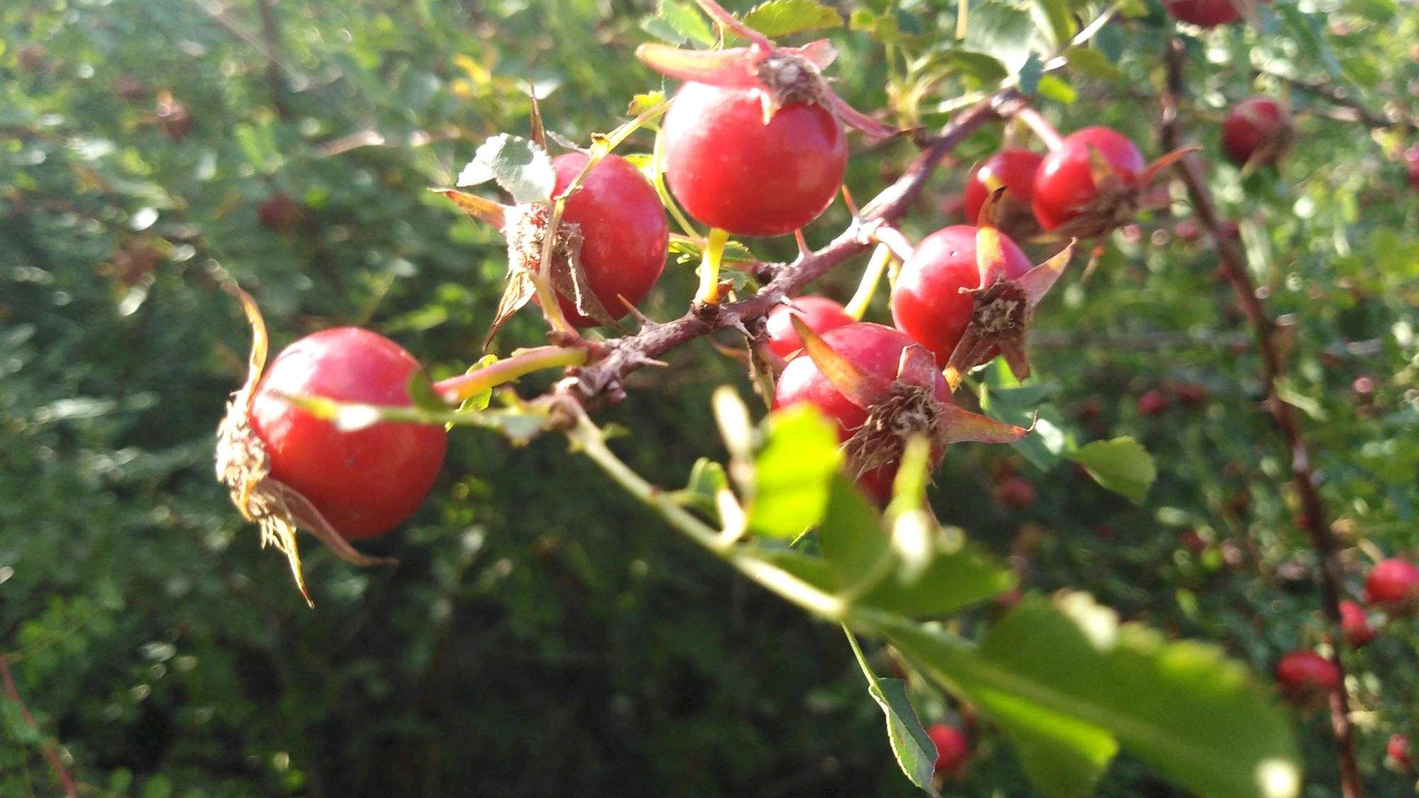 常见的野生植物"黄刺玫",我们小时候的零食,功效好多
