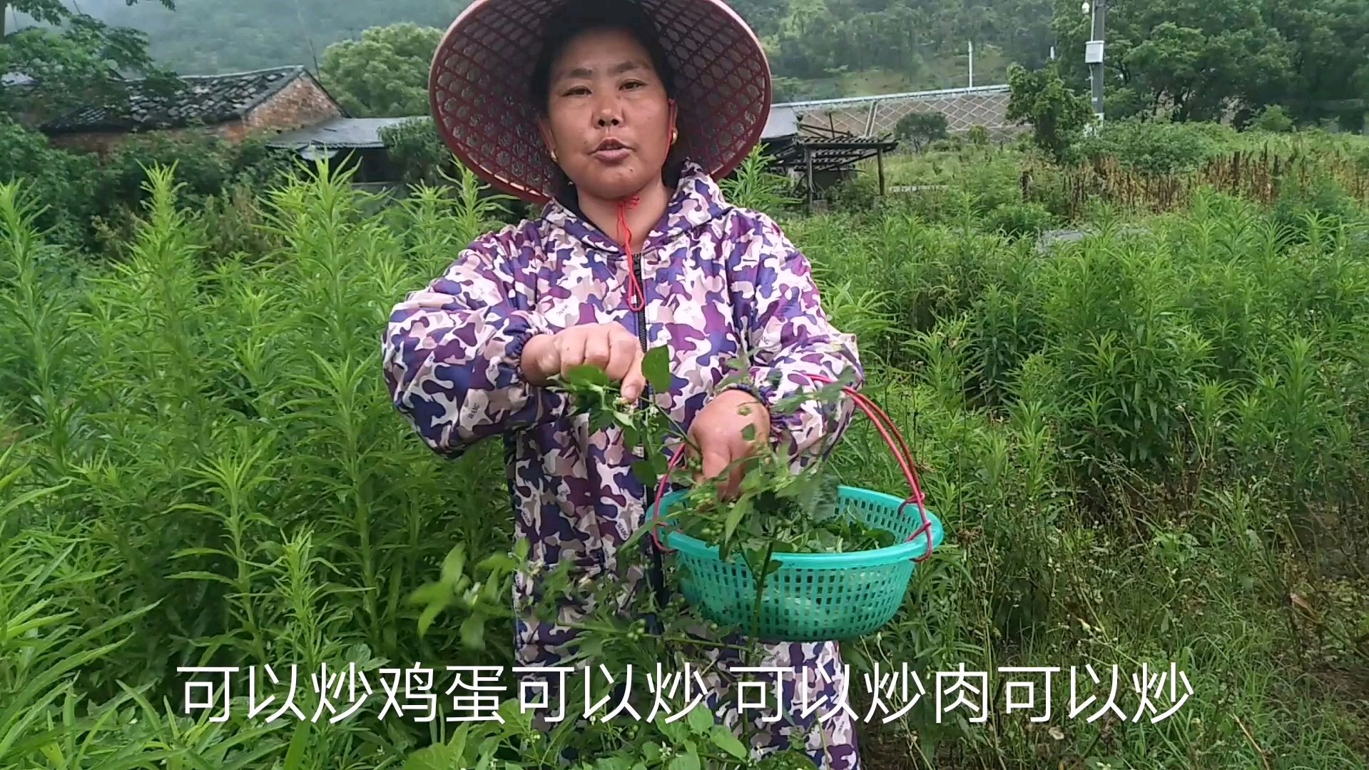 农村田地有一种野菜叫龙葵,也叫白花菜,好吃味道鲜美大姐很喜欢