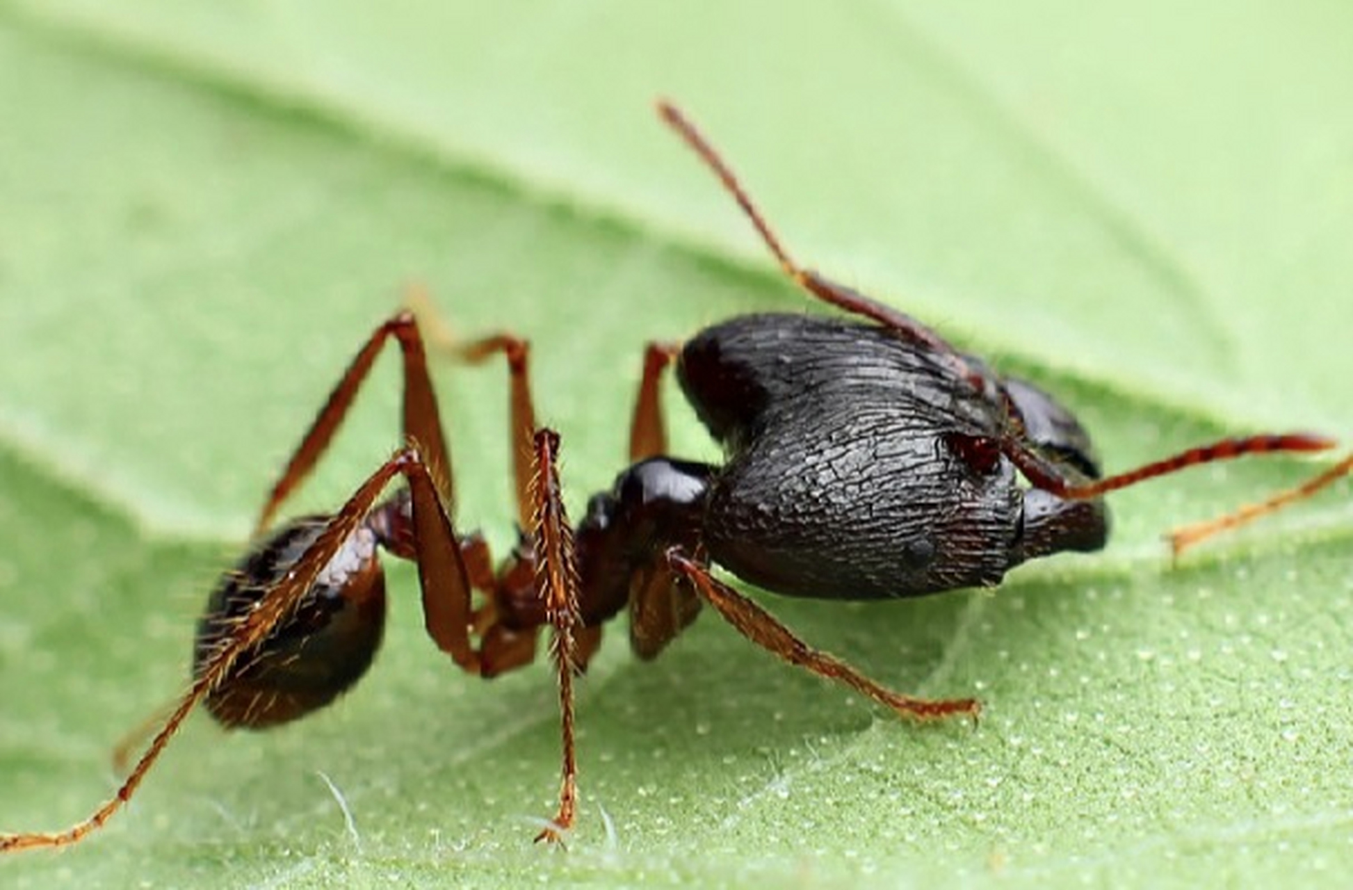 中华四节大头蚁性格凶猛,繁殖速度快,成群活动.