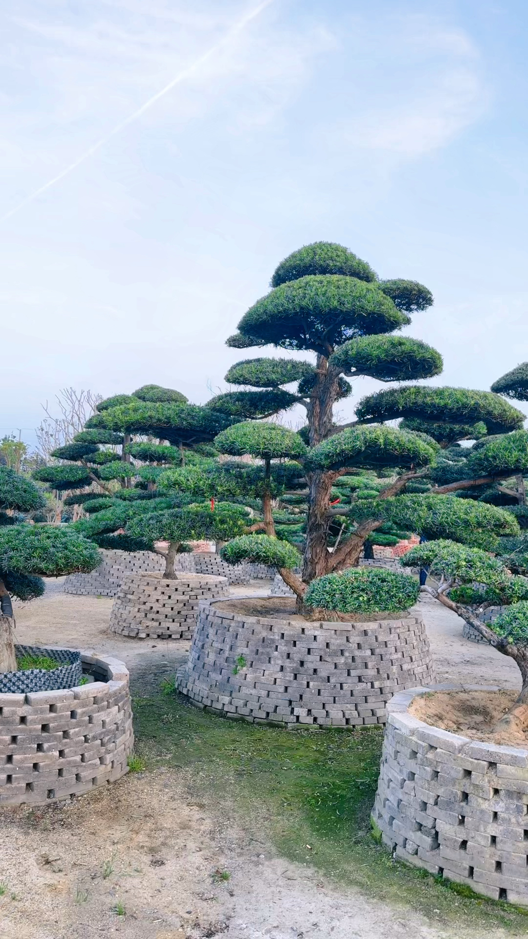 精品地景罗汉松