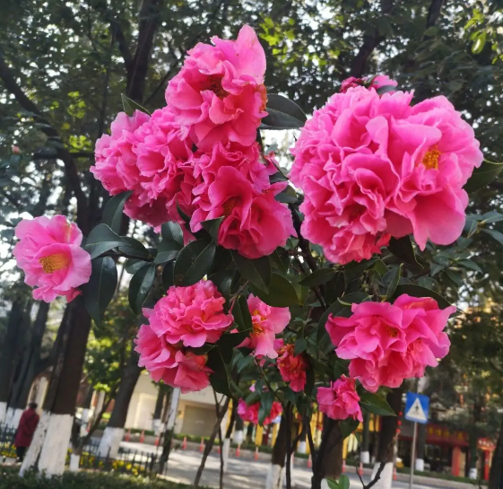 昆明的市花是什么花?