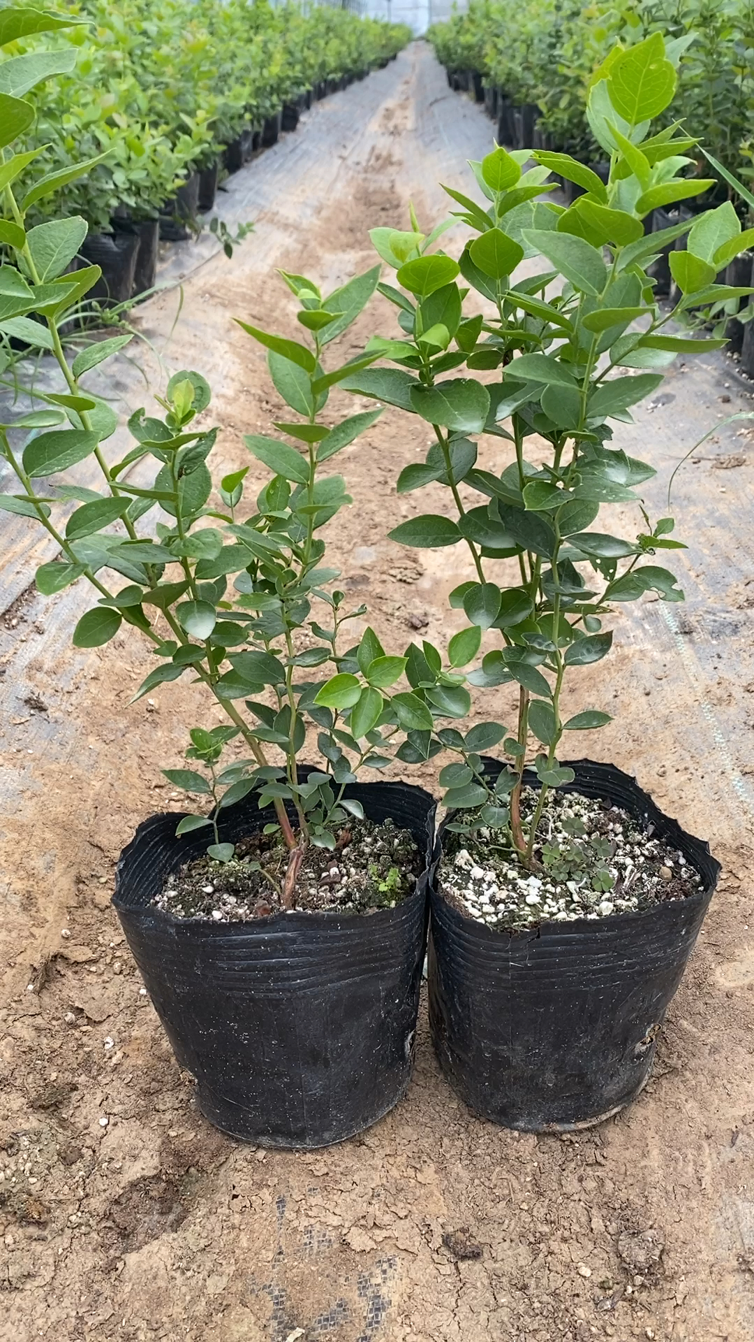 上市早的h5蓝莓苗果大脆甜果粉好