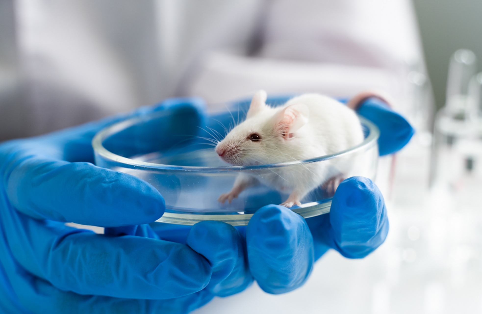 太不可思议:美生物实验室感染病毒的小白鼠逃了,就这么不小心,极可能