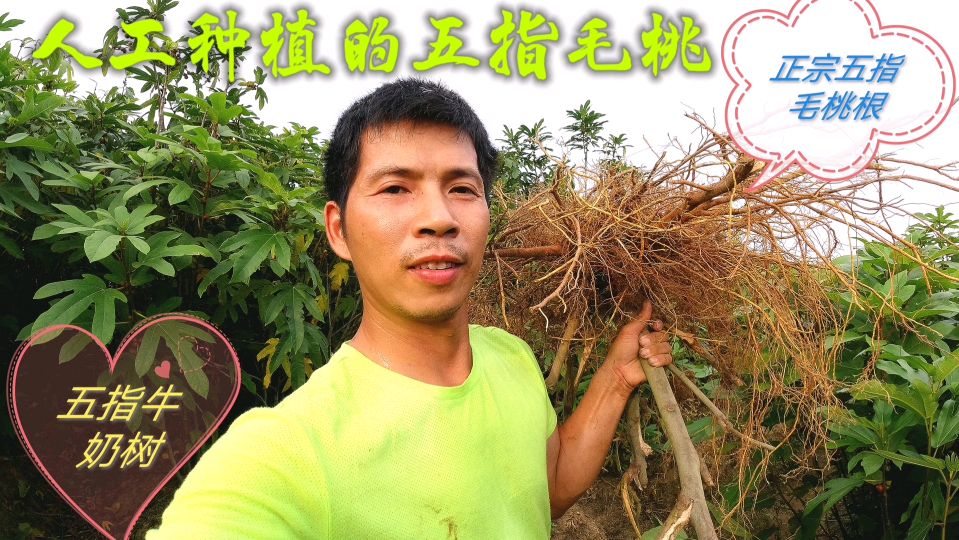 广西平南人工种植的百亩五指毛桃,三年一棵二长十几斤你见过吗