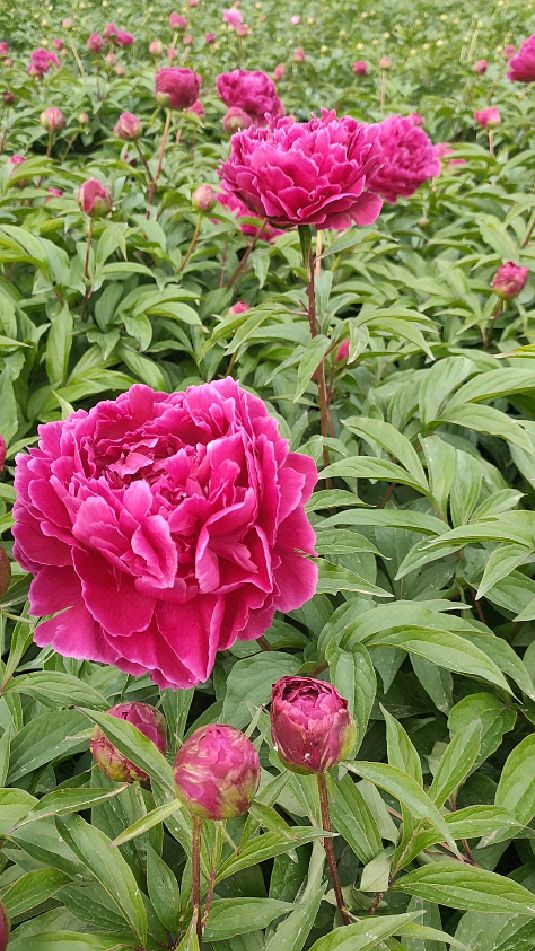 重瓣芍药花基地