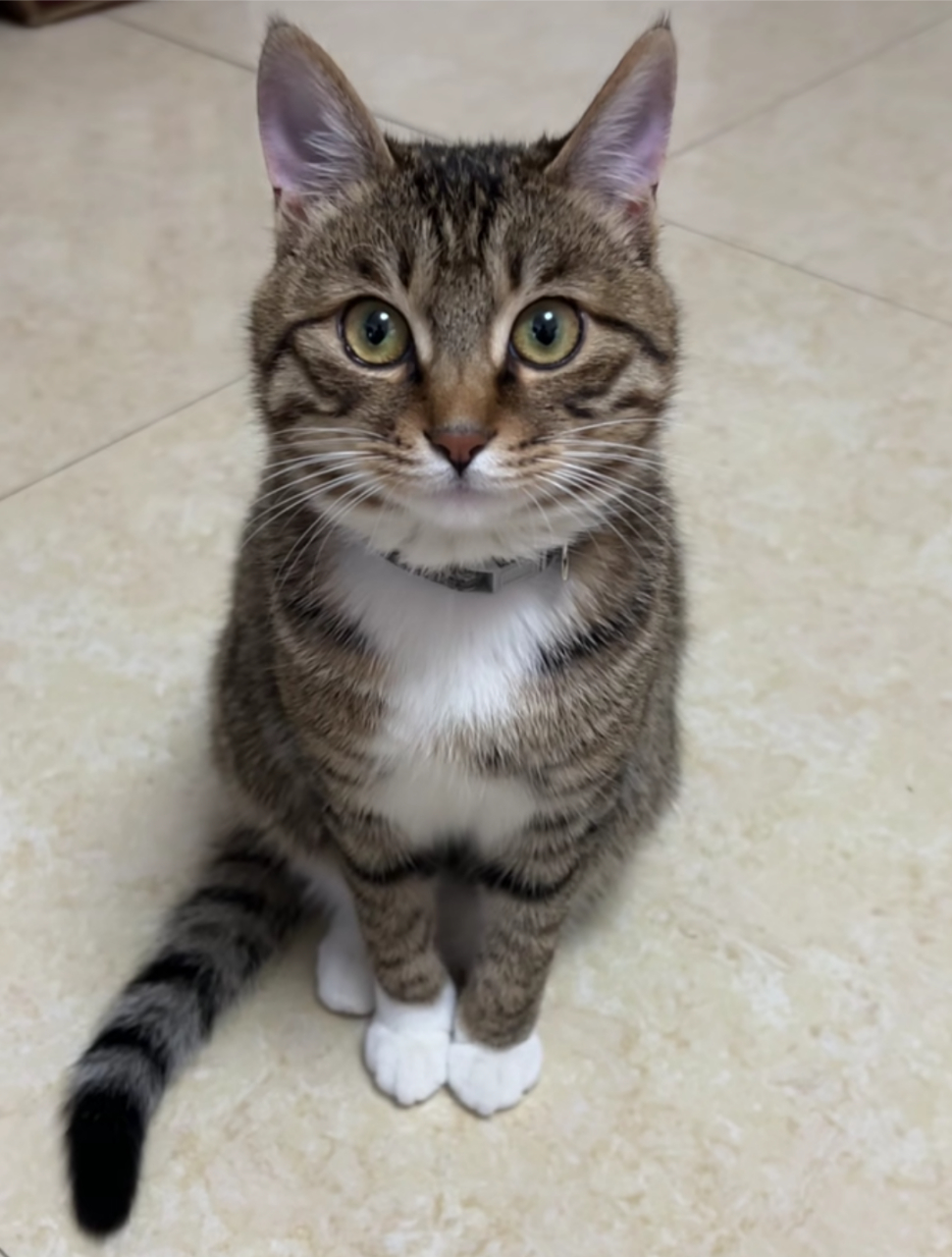 好漂亮的狸花猫啊,长得真标志![嘻嘻]