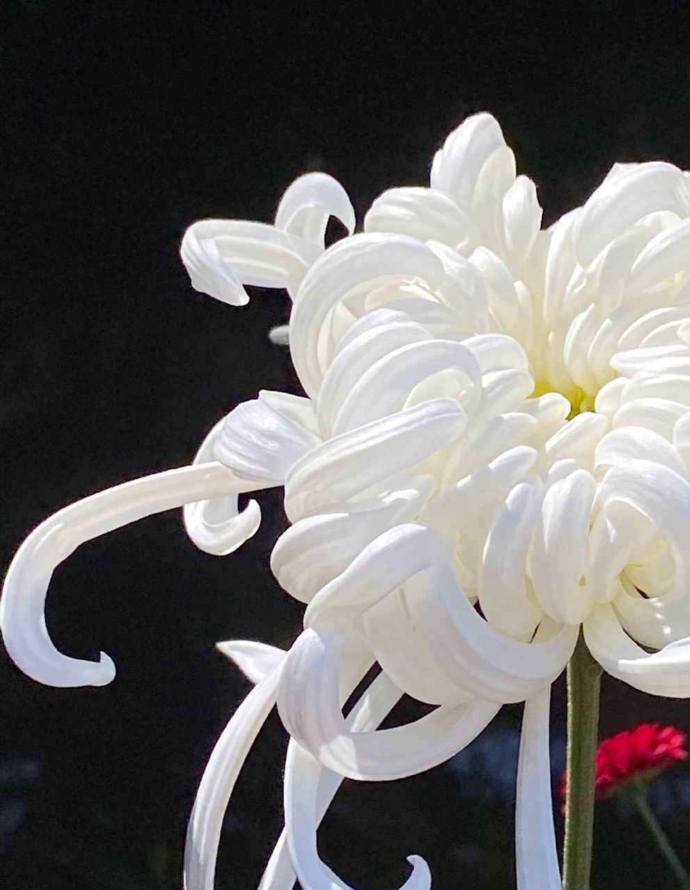 云卷云舒,瑞云殿菊花.#秋日环游指南