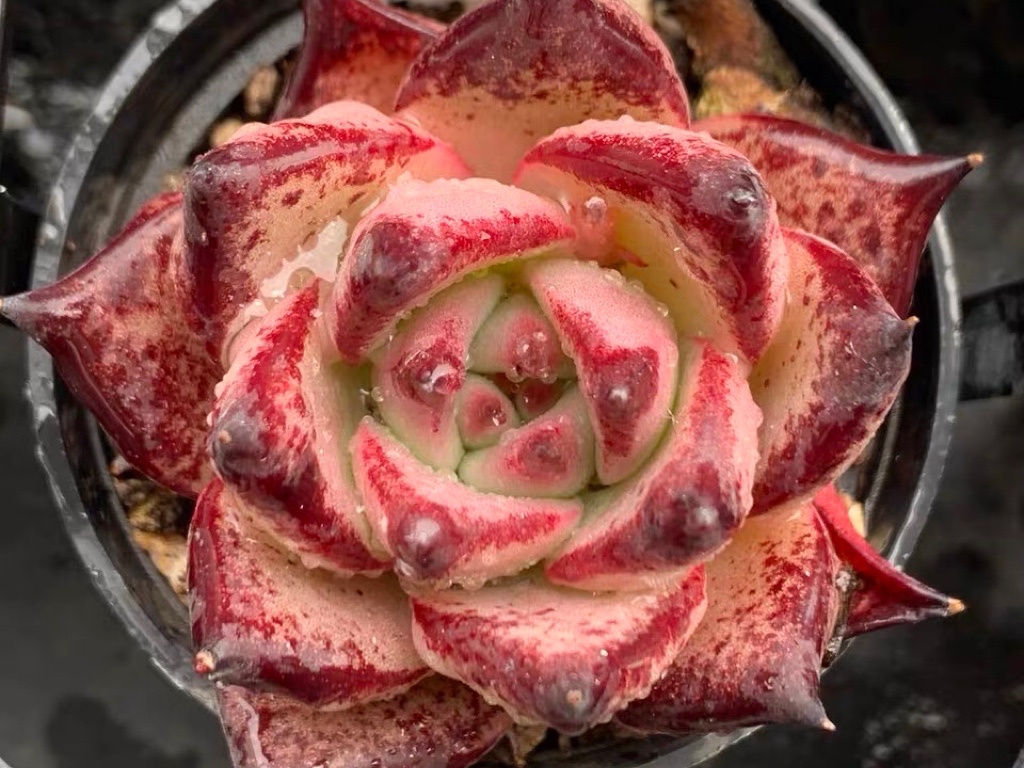 多肉库苏,东云系多肉中的新贵,粉底配红边,高冷中带有一丝温柔