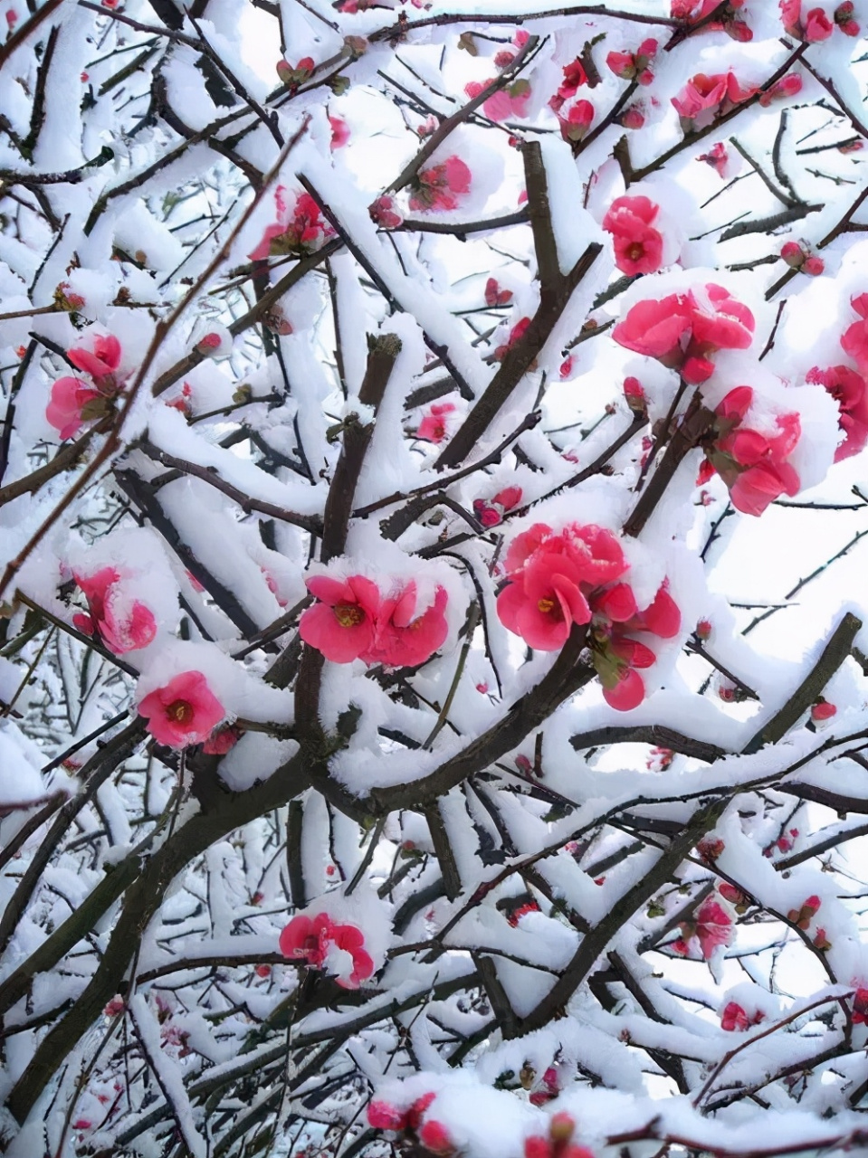 雪中的梅花 已是悬崖百丈冰,犹有花枝俏