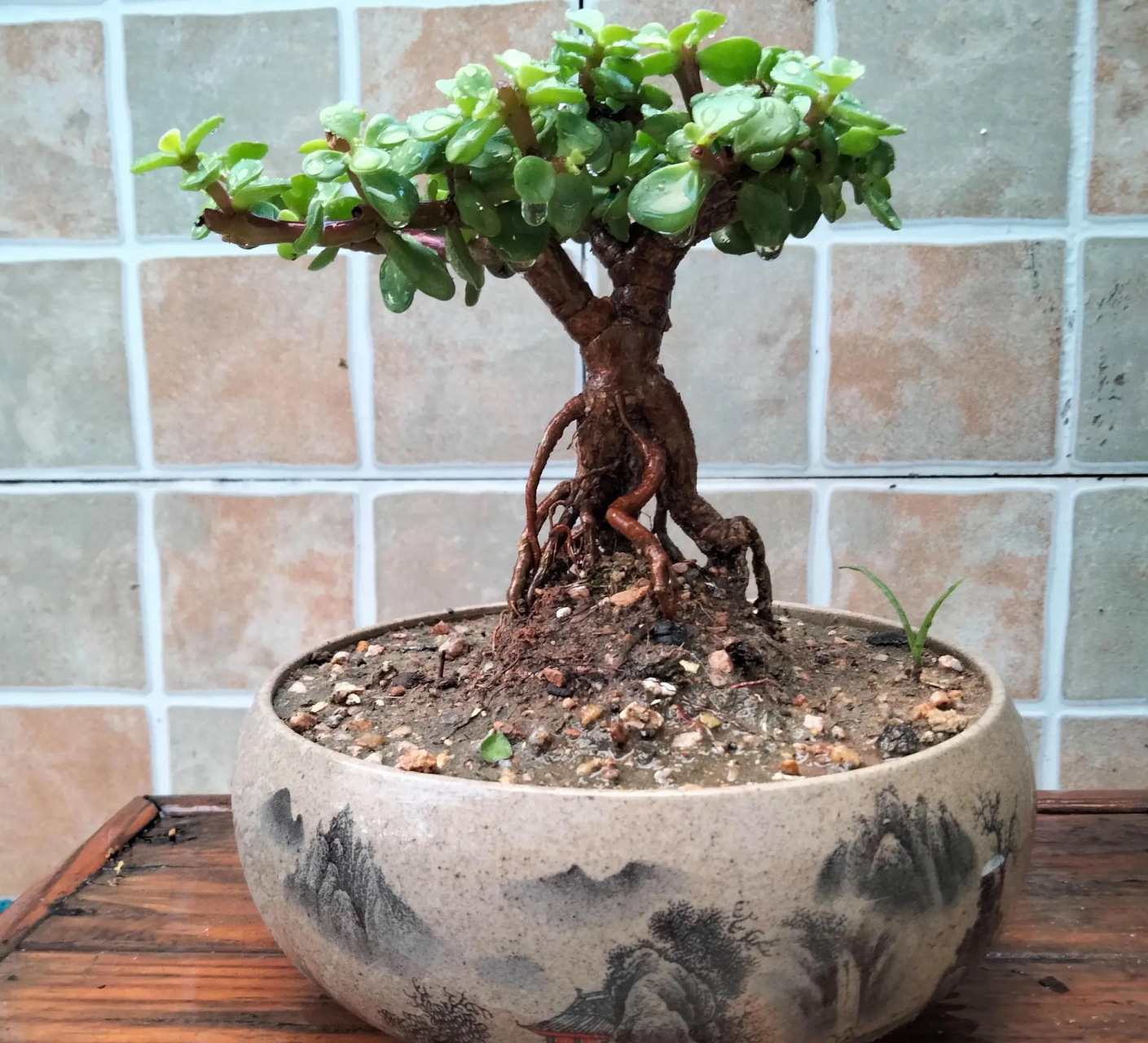 金枝玉叶提根,不一样的美～(图:清风无痕)