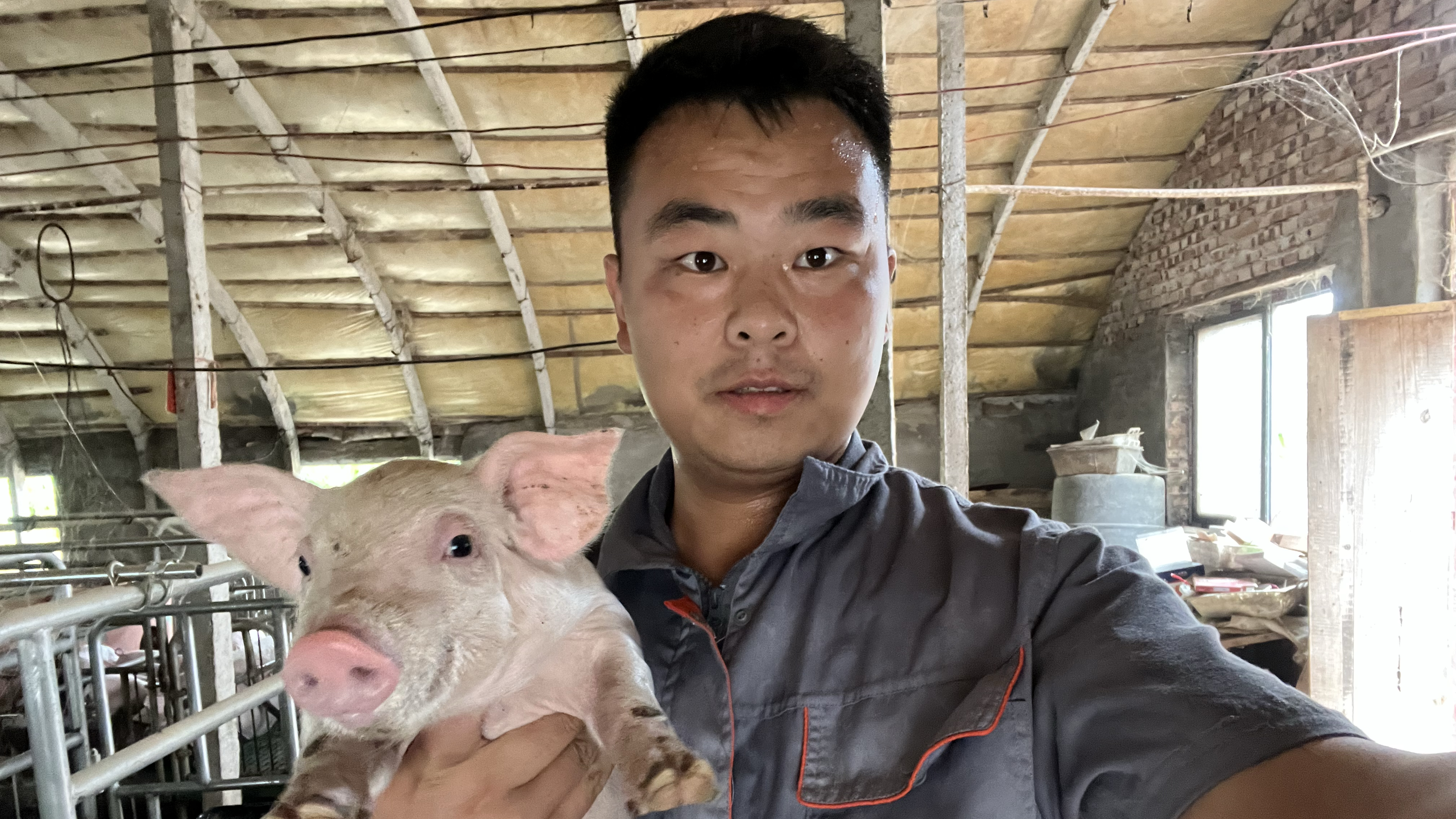养猪人不要在这样喂猪了,方法不对永远也挣不到钱,来看正确方法