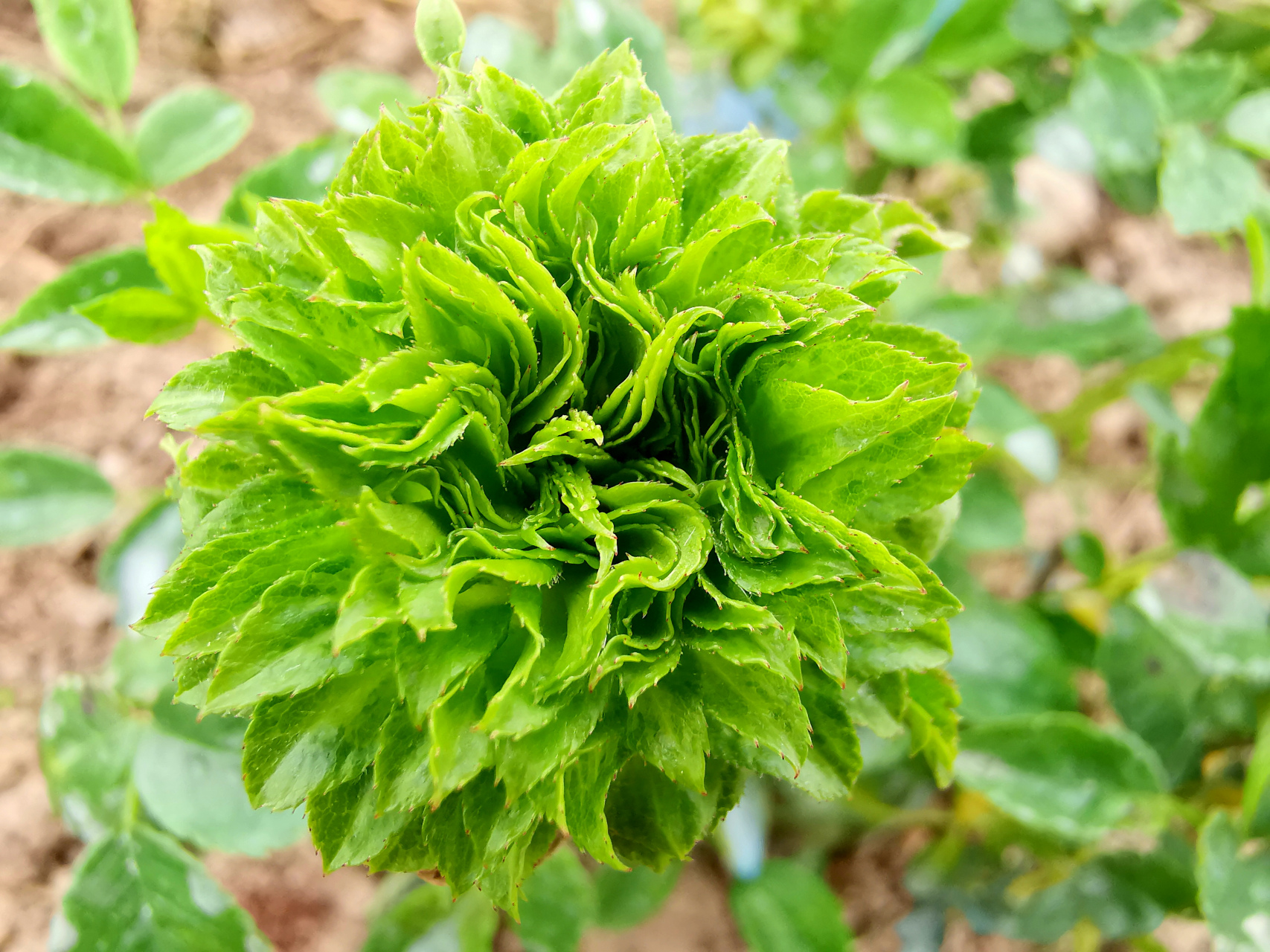 【中国古老珍稀月季品种之绿萼】  中国是月季的原产国,种植历史久远.