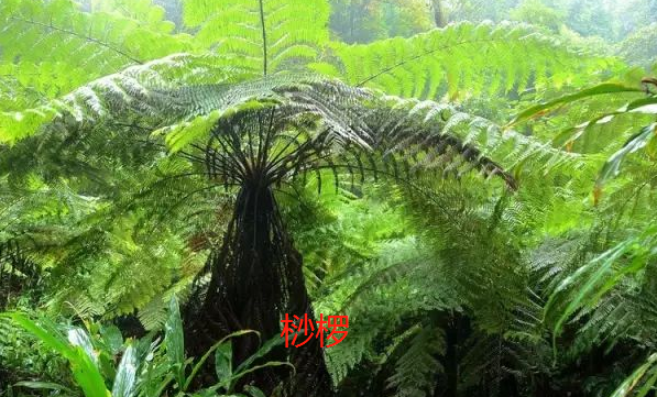 海南树木种类有什么