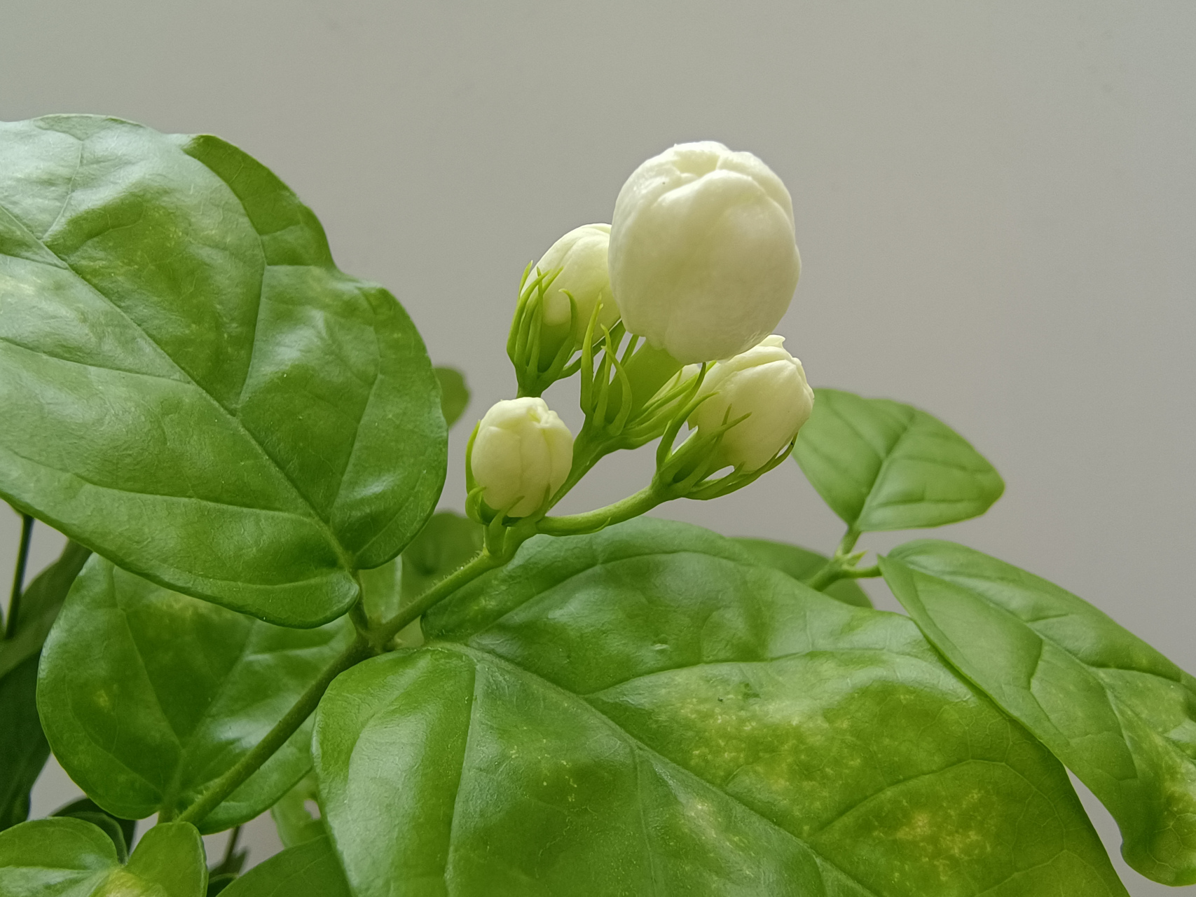 淡淡的花香,沁人心脾,茉莉花虽普通,可香味真舒服