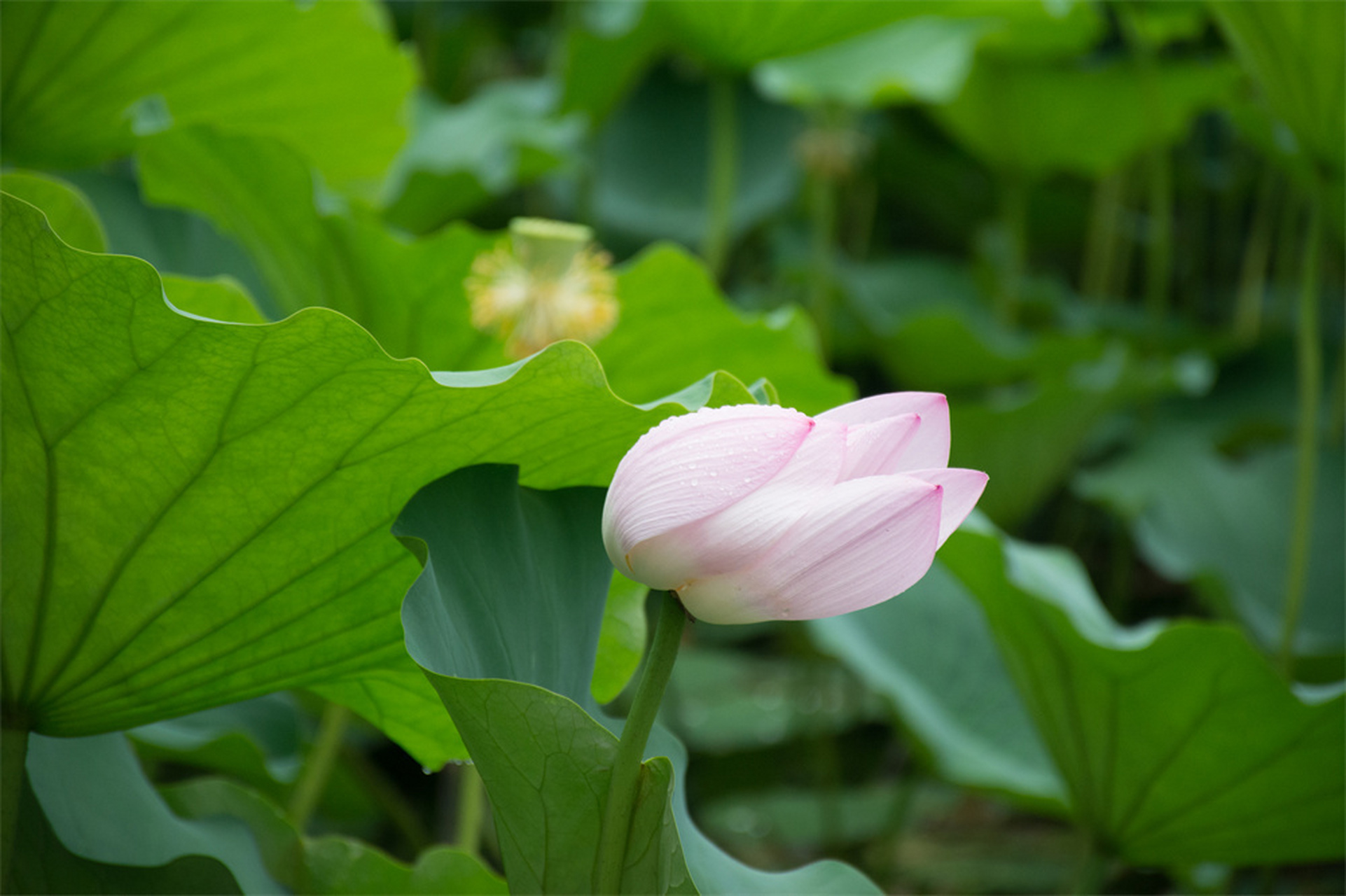 那尖尖的荷角,嫩嫩的荷包,在六月悄然冒头,不经意间齐聚一堂,惊艳四方