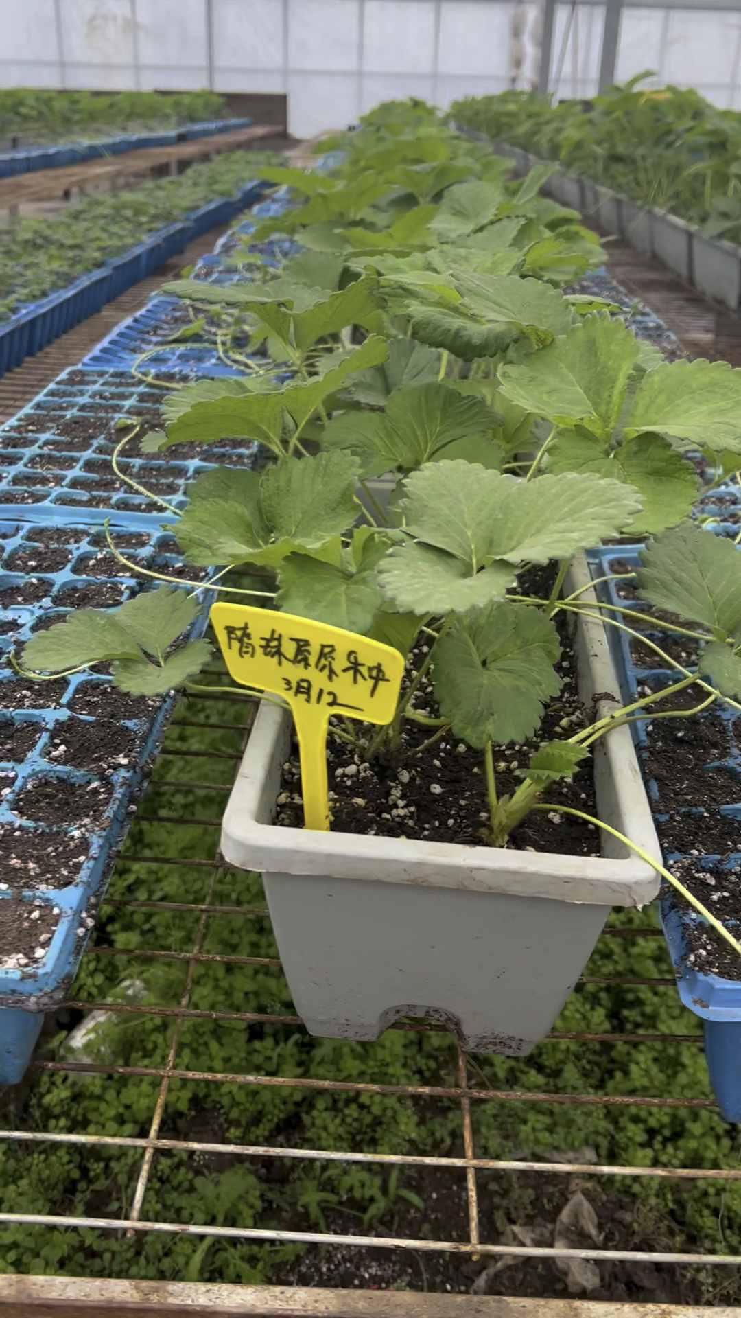 草莓苗穴盘苗,采用草莓苗原原种高架育苗床育苗,品种纯无病害
