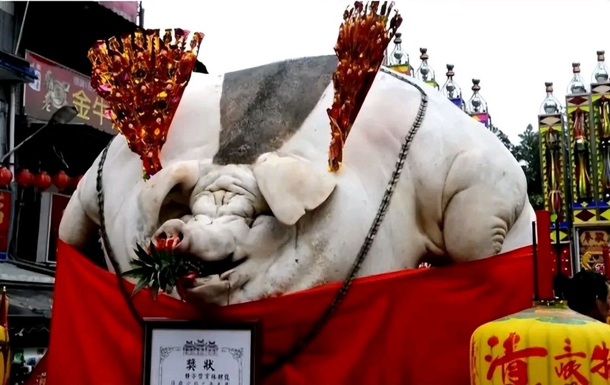 肥猪赛大象,就是鼻子短.全社杀一头,足够吃半年.
