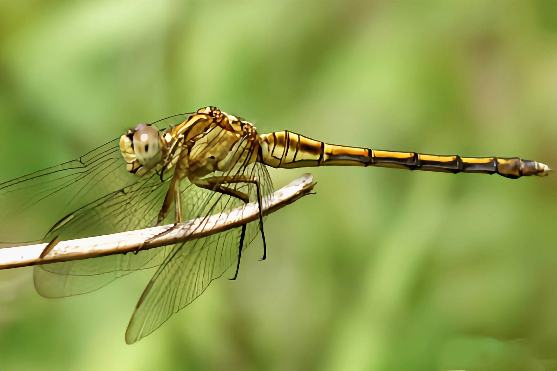 每天认识一种昆虫——吕宋蜻蜓  吕宋蜻蜓是蜻蜓目,蜻科,灰蜻属昆虫