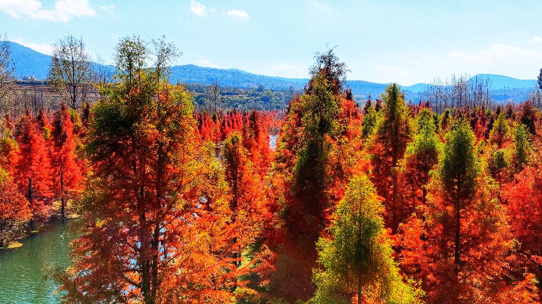 被誉为昆明本地最美的红松林「甸尾水冷杉」