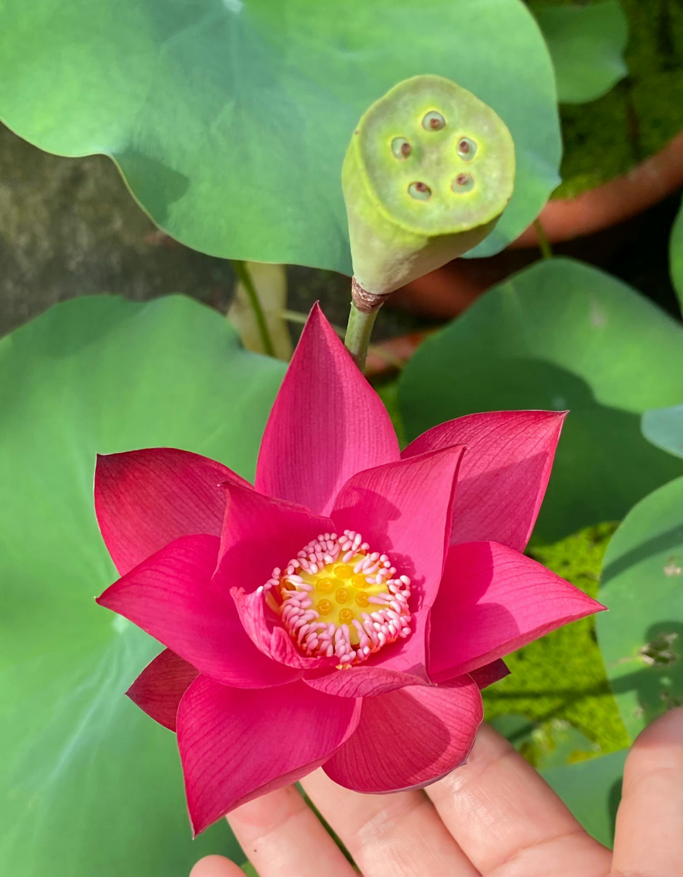 它的花蕊是粉红色的火红荷花,年年荷花开 岁岁人不同 夏来我也来 共度