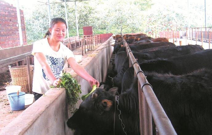 致富经养牛农村媳妇图片