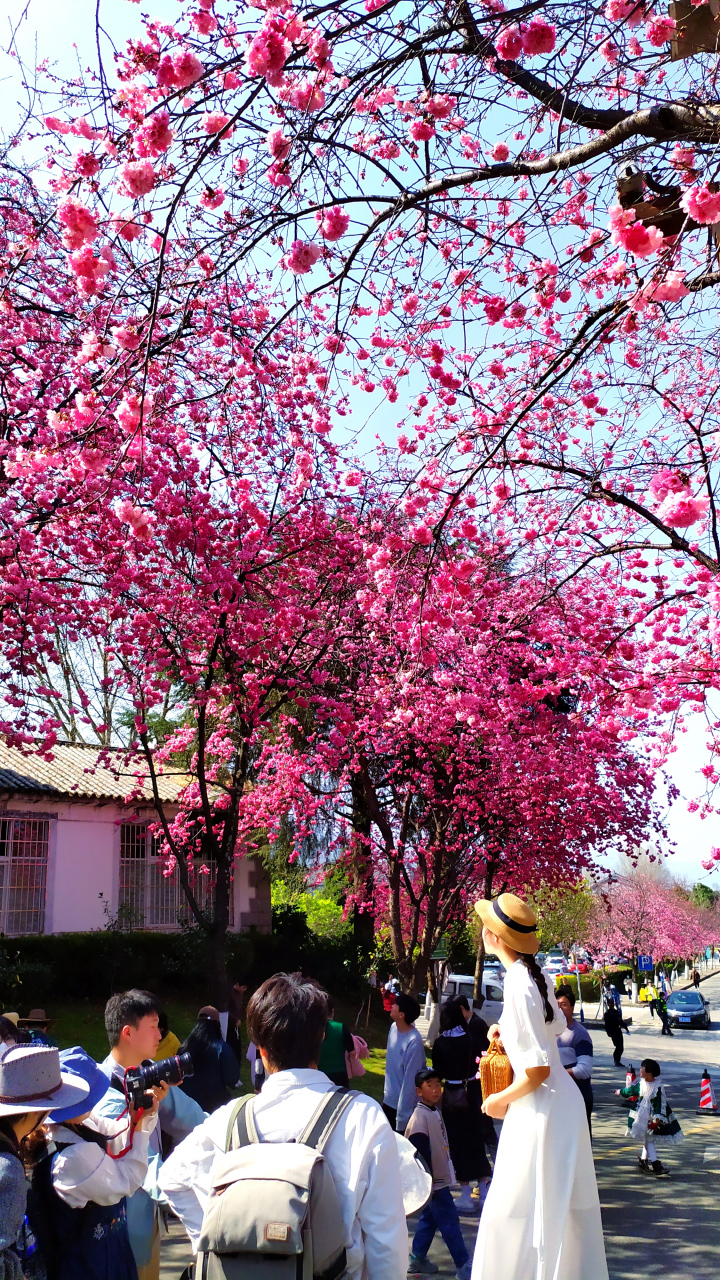 三月,大理大学樱花开得正盛,每年的三月第一二个周,学校都会如期举办