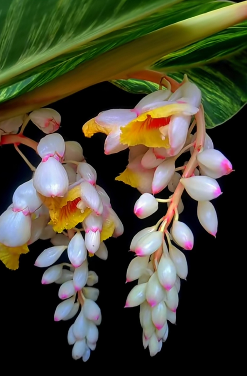 古人把十三四岁的少女叫做"豆蔻年华",看看,这就是豆蔻花,是不是很美