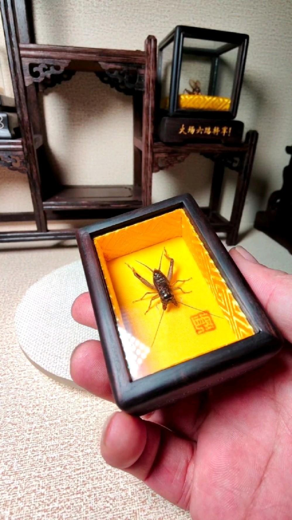 蟋蟀将军标本!金秋虫缘精工坊制作!