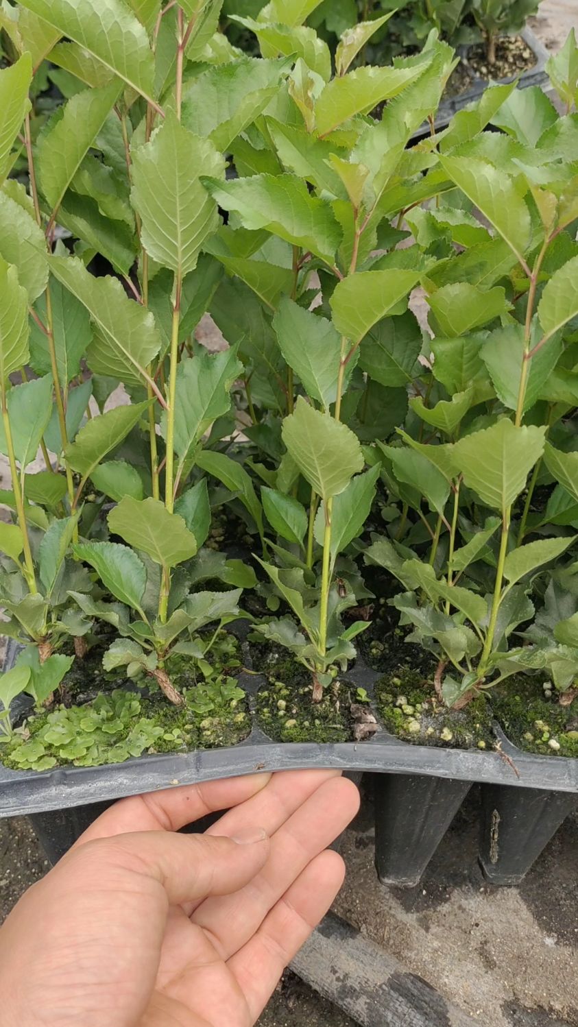 组培吉塞拉砧木苗提苗发往新疆!