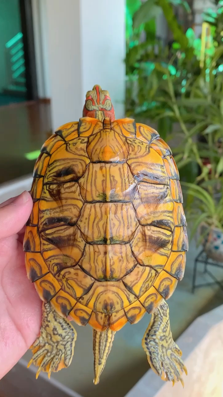 这是巴西龟的王者纹路繁花似锦太阳神系的油画背甲真的非常独特