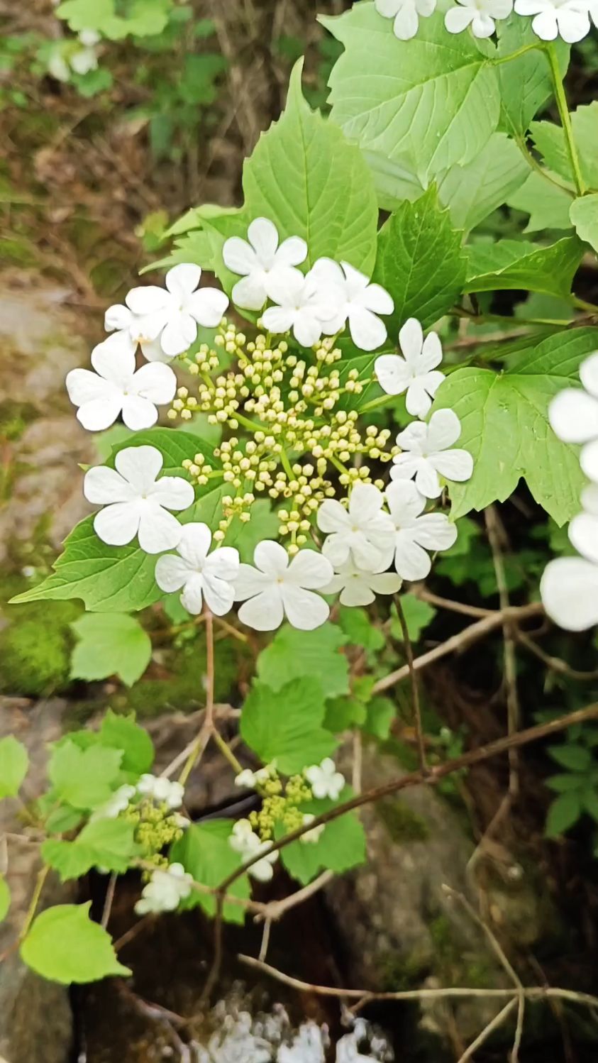 天目琼花,又名鸡树条荚蒾,果实密集晶莹剔透,夏天赏花秋天赏果-度小视