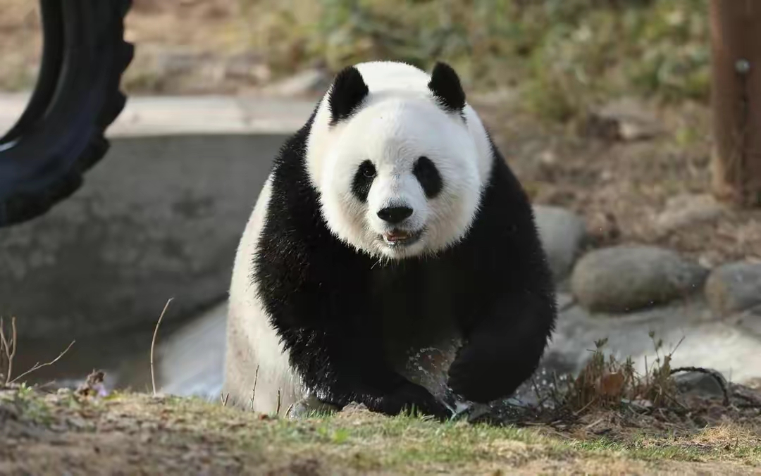 北动影后大熊猫萌萌,徐姥爷:萌萌是北动最好看的一只大熊猫