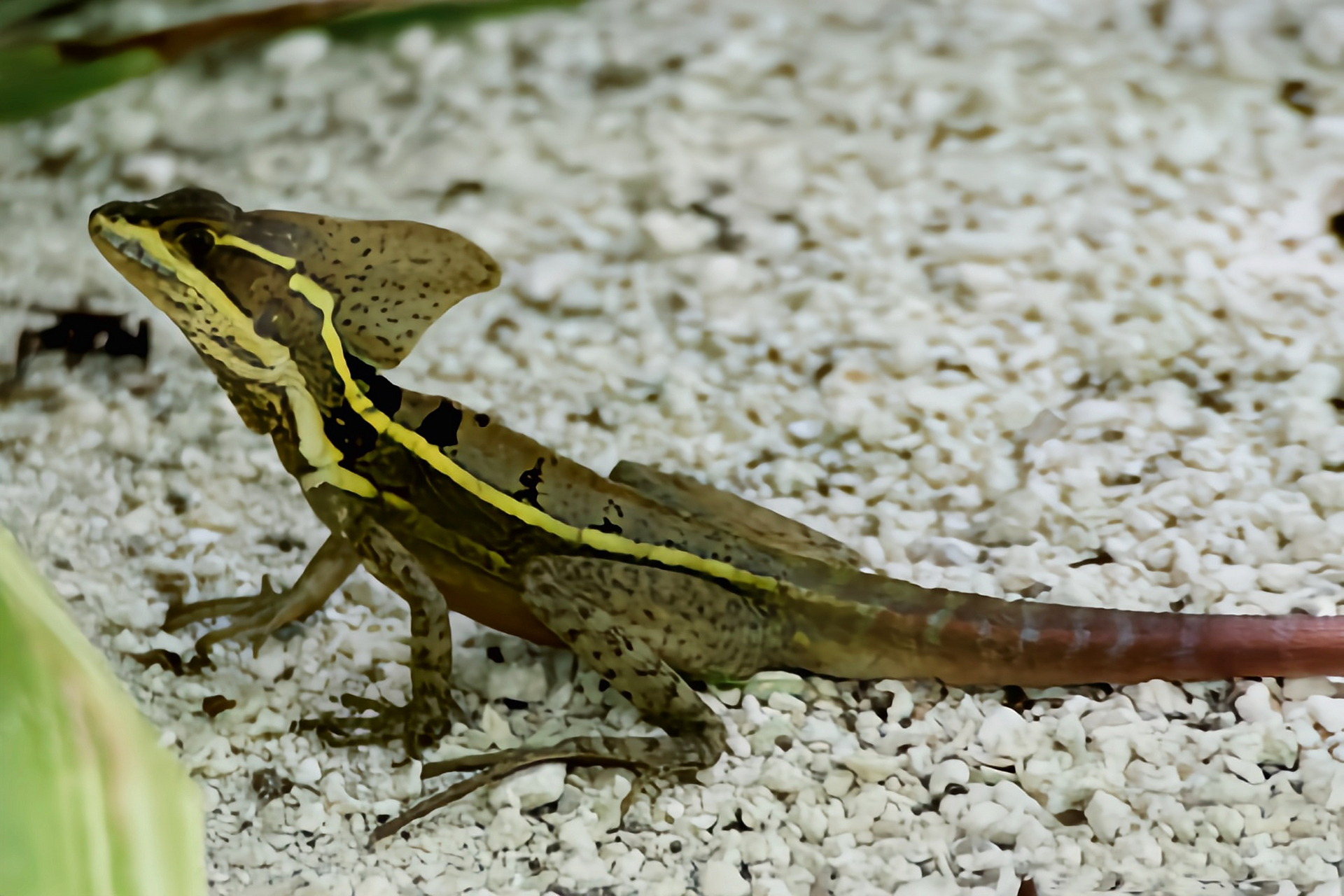 每天认识一种动物——芒腹冠蜥 芒腹冠蜥原产于中美洲墨西哥南部到