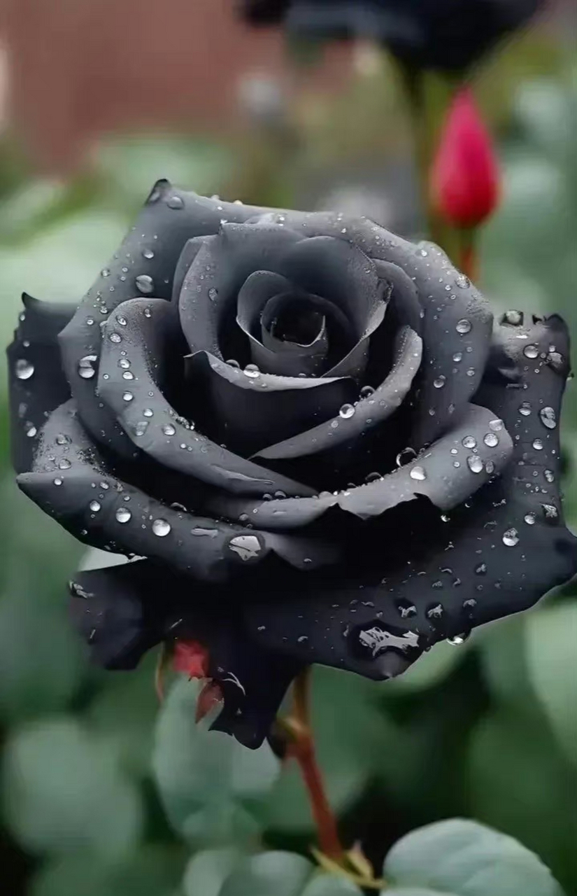 图片分享:黑玫瑰 用心甘情愿的态度,过随遇而安的生活.